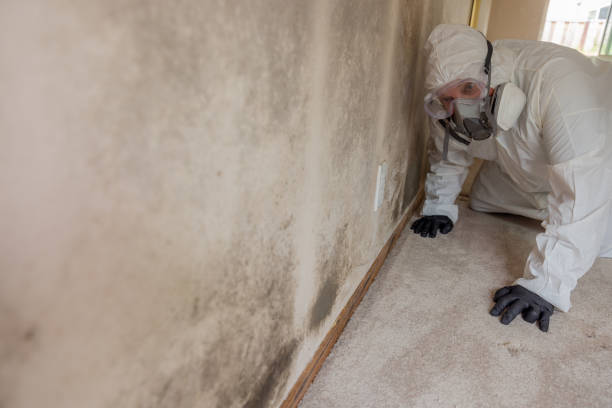 Best Commercial Mold Inspection in Chesterbrook, PA